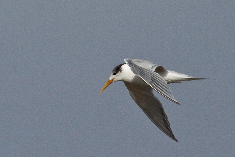 Swift Tern (Great Crested Tern), Velddrif Salt Works, South Africa