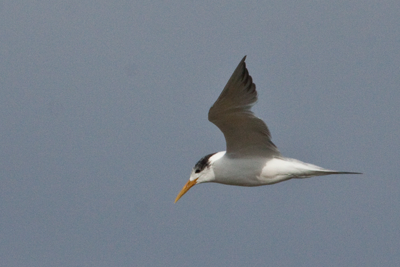 Swift Tern (Great Crested Tern), Velddrif Salt Works, South Africa