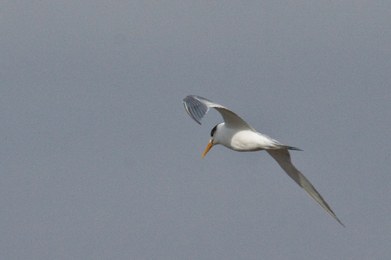 Swift Tern (Great Crested Tern), Velddrif Salt Works, South Africa