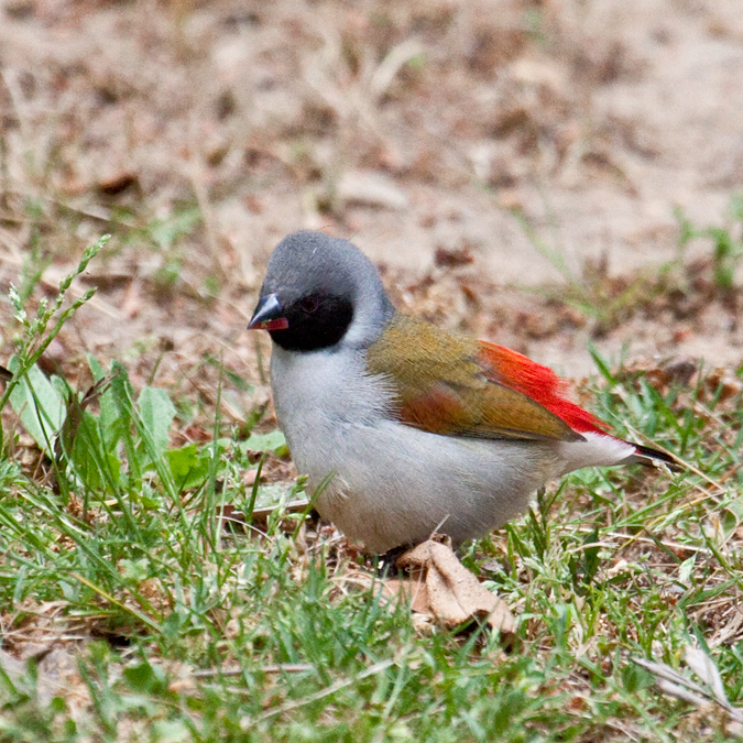 Swee Waxbill, Winterberg Inn, Mitchell's Pass, South Africa