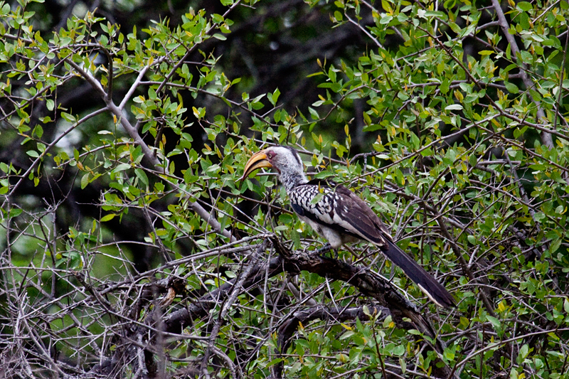 Southern Yellow-billed Hornbill, En Route Skukuza to Olifant's Rest Camp, Kruger National Park, South Africa