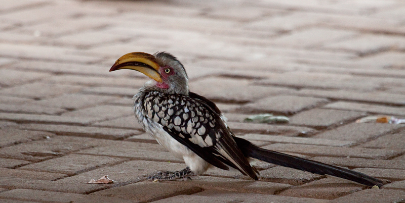 Southern Yellow-billed Hornbill, Tshokwane Picnic Site, Kruger National Park, South Africa