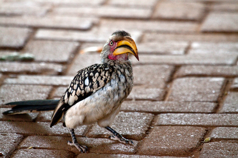 Southern Yellow-billed Hornbill, Tshokwane Picnic Site, Kruger National Park, South Africa