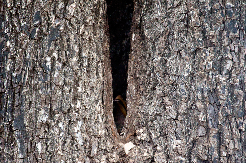 Southern Yellow-billed Hornbill Nest, En Route Skukuza to Olifant's Rest Camp, Kruger National Park, South Africa