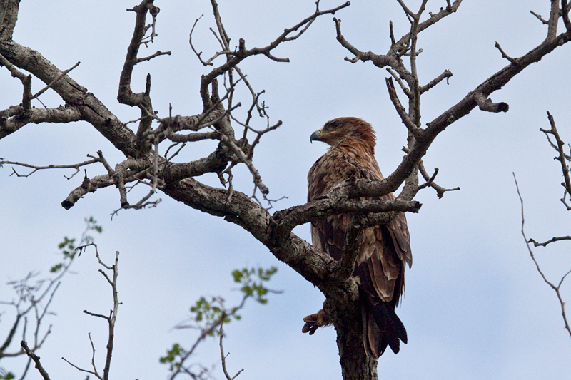 Tawny Eagle, En Route Skukuza to Olifant's Rest Camp, Kruger National Park, South Africa