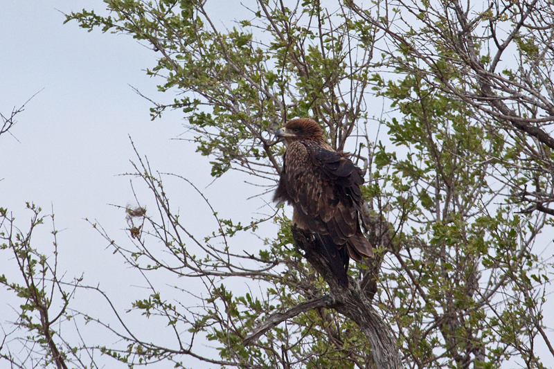 Tawny Eagle Near Olifant's Rest Camp, Kruger National Park, South Africa