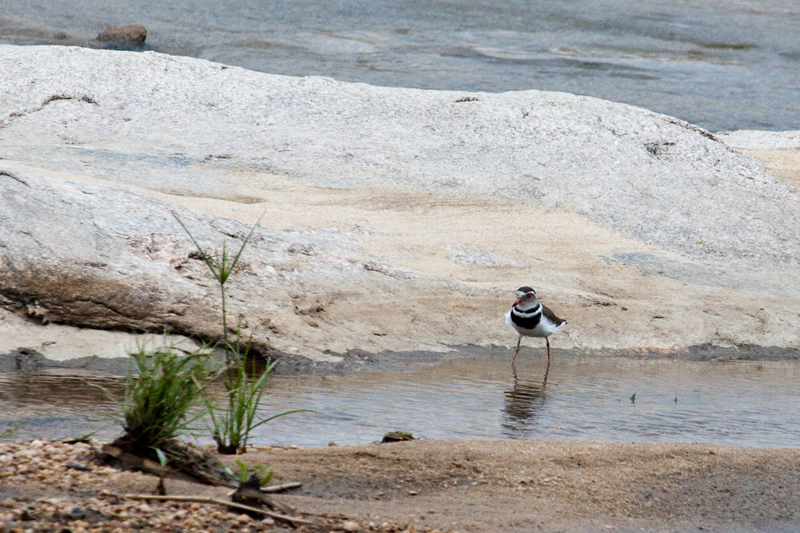 Three-banded Plover, En Route Skukuza to Olifant's Rest Camp, Kruger National Park, South Africa