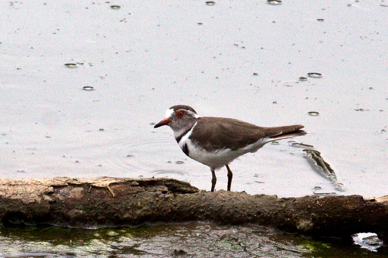 Three-banded Plover, En Route Skukuza to Olifant's Rest Camp, Kruger National Park, South Africa