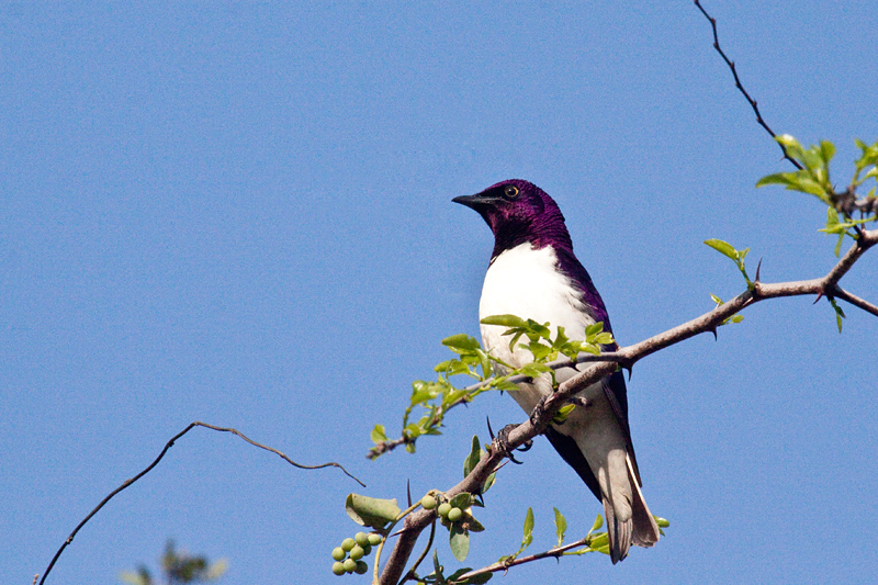 Violet-backed Starling, Mkuze Game Reserve, South Africa