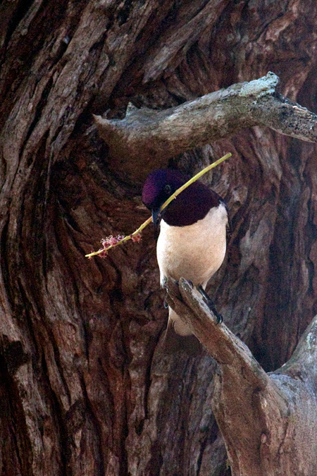 Violet-backed Starling, Mkuze Game Reserve, South Africa