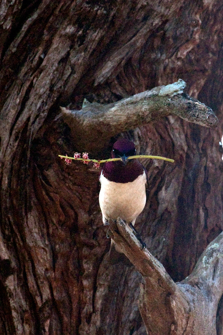 Violet-backed Starling, Mkuze Game Reserve, South Africa