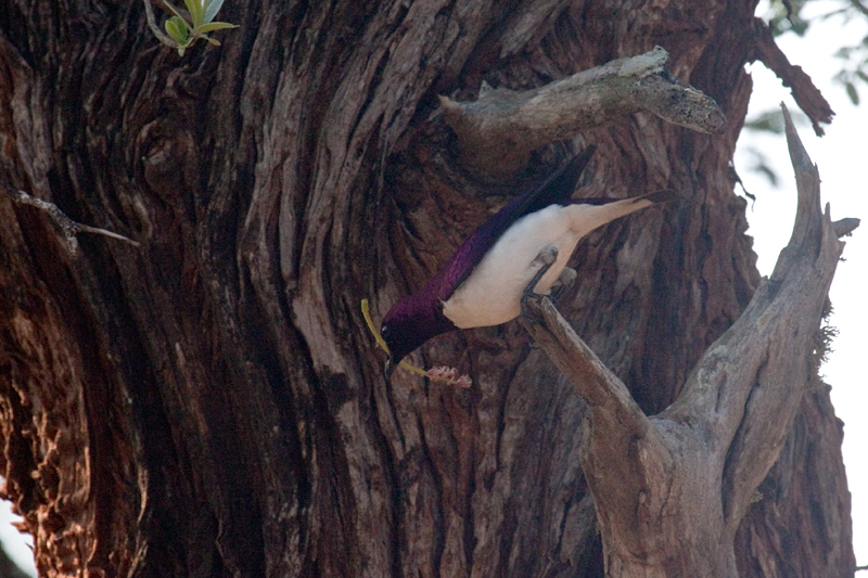 Violet-backed Starling, Mkuze Game Reserve, South Africa