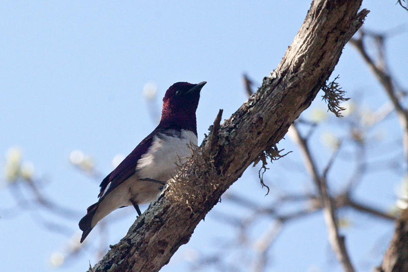 Violet-backed Starling, Mkuze Game Reserve, South Africa