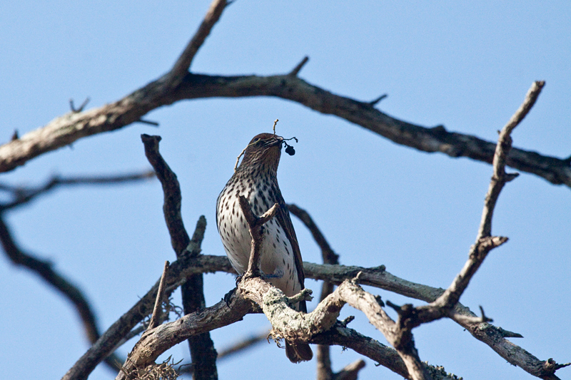 Violet-backed Starling, Mkuze Game Reserve, South Africa