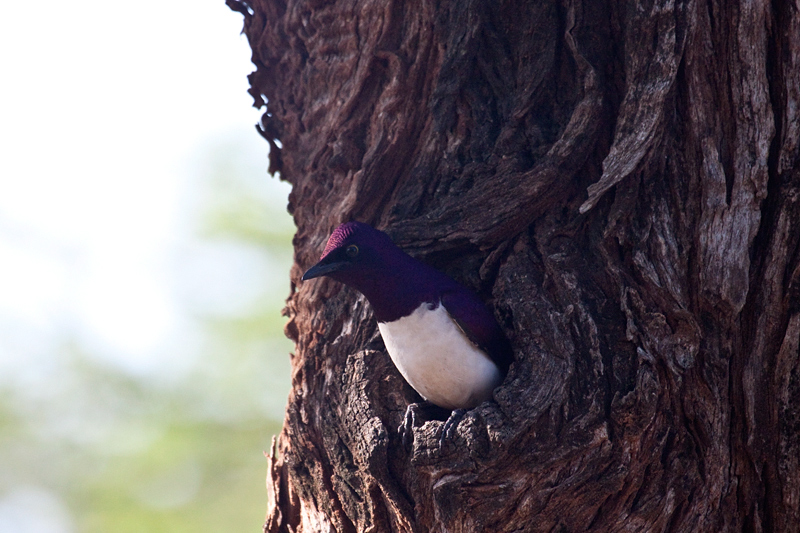 Violet-backed Starling, Mkuze Game Reserve, South Africa