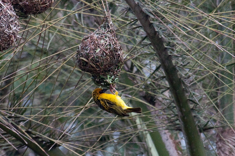 Nesting Village Weaver, Umhlanga Waste Water Treatment Works, South Africa