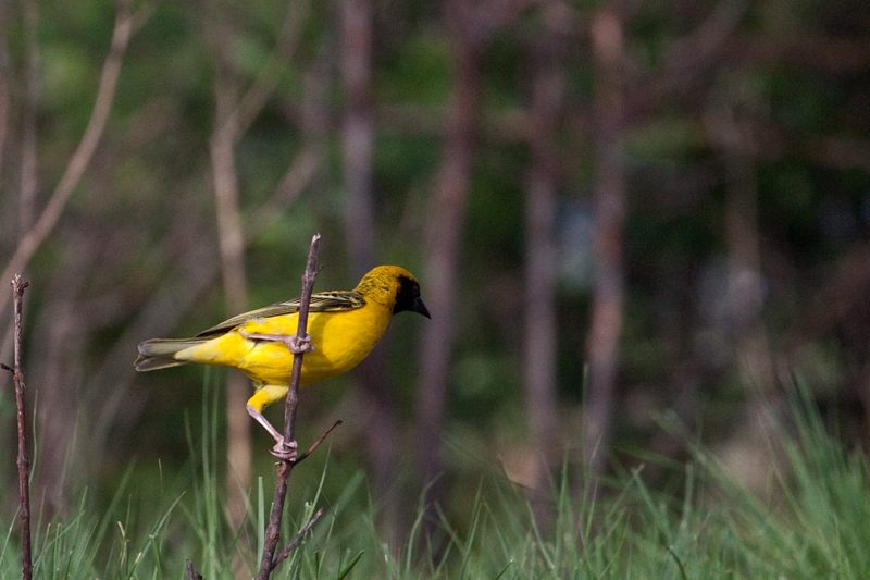 Village Weaver, Eshowe, KwaZulu-Natal, South Africa, South Africa