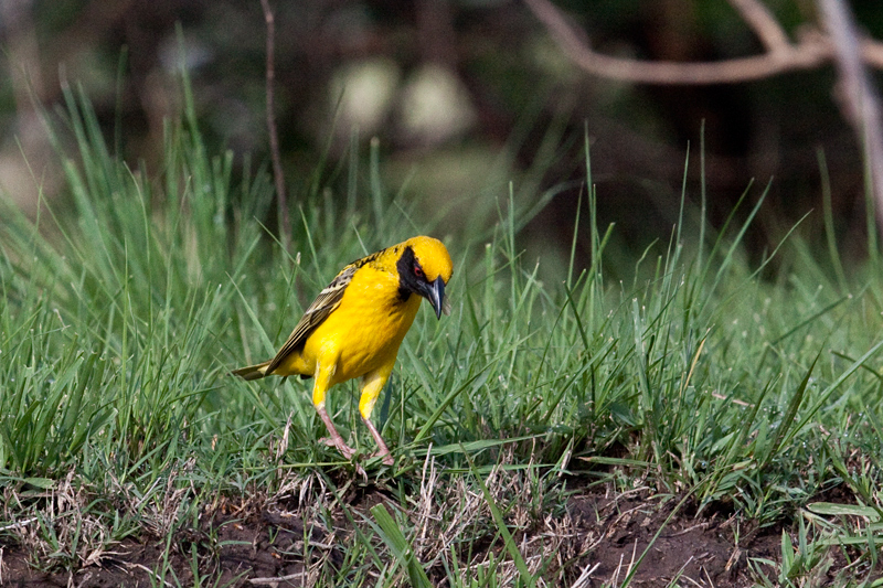 Village Weaver, Eshowe, KwaZulu-Natal, South Africa, South Africa