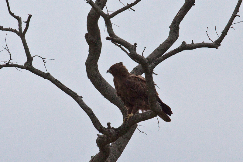 Wahlberg's Eagle, En Route Skukuza to Olifant's Rest Camp, Kruger National Park, South Africa