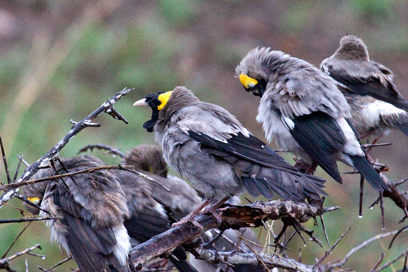 Wattled Starling, Morning Drive out of Satara Rest Camp, Kruger National Park, South Africa