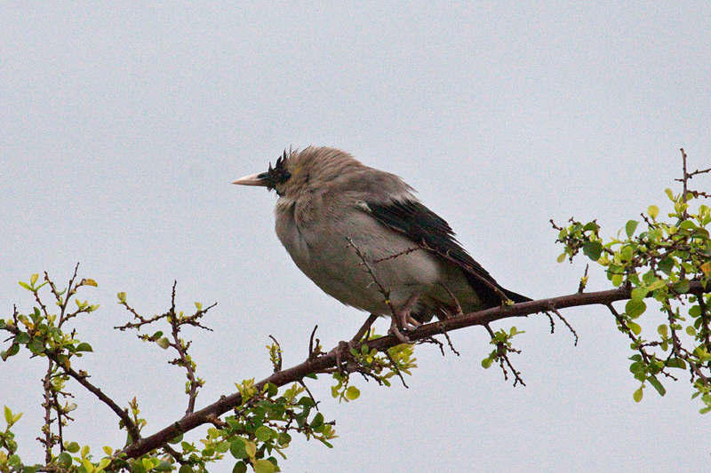 Wattled Starling, Morning Drive out of Satara Rest Camp, Kruger National Park, South Africa