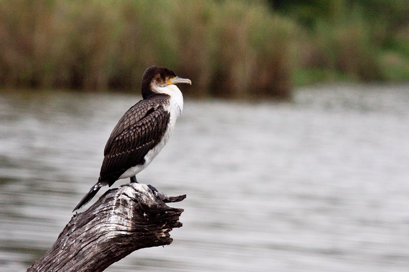 White-breasted Cormorant (Great Cormorant), Lake Panic Bird Hide, Kruger National Park, South Africa