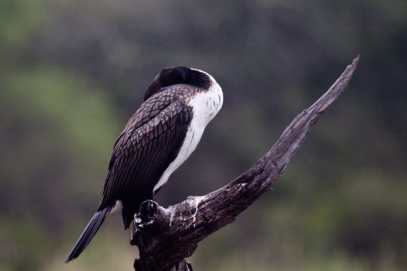 White-breasted Cormorant (Great Cormorant), Lake Panic Bird Hide, Kruger National Park, South Africa