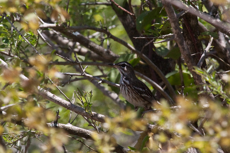 White-browed Scrub Robin (Red-backed Scrub-Robin), Kumasinga Waterhole, Mkuze Game Reserve, iSimangaliso Wetland Park, KwaZulu-Natal, South Africa