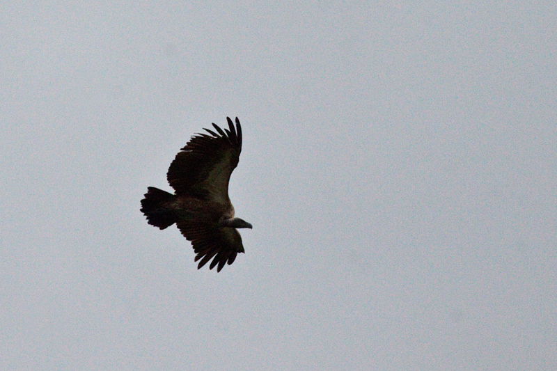 White-backed Vulture, En Route Skukuza to Olifant's Rest Camp, Kruger National Park, South Africa