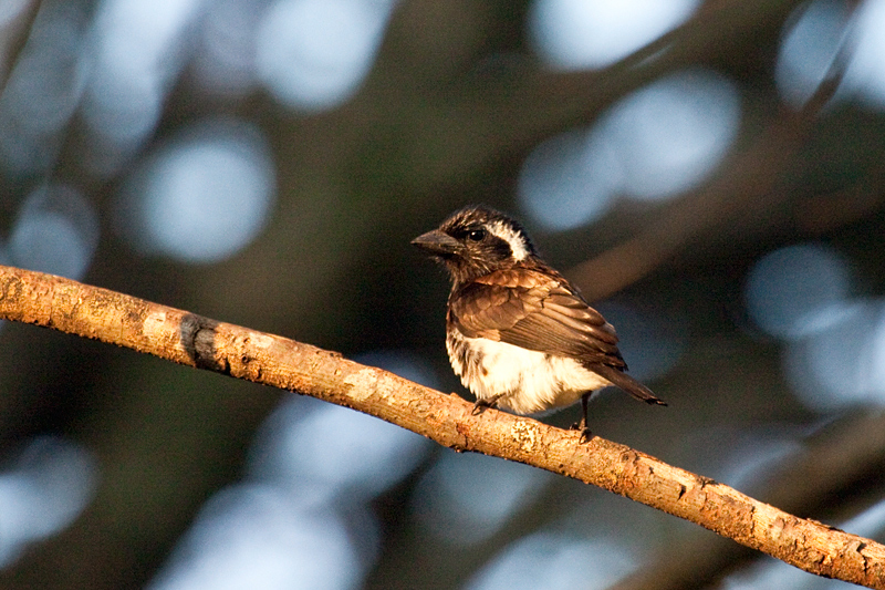 White-eared Barbet, Umhlanga, South Africa