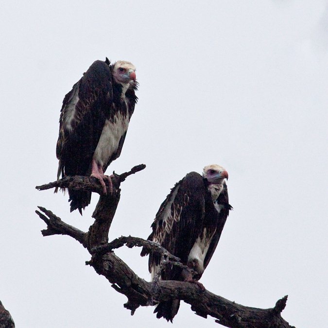 White-headed Vulture, Exiting Kruger National Park, South Africa