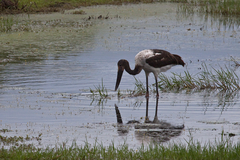 Wooly-necked Stork, Cape Vidal, iSimangaliso Wetland Park, KwaZulu-Natal, South Africa