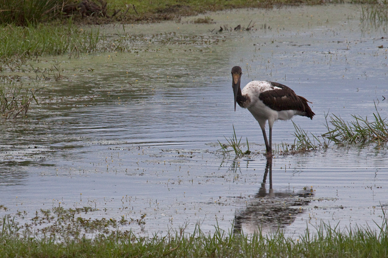 Wooly-necked Stork, Cape Vidal, iSimangaliso Wetland Park, KwaZulu-Natal, South Africa