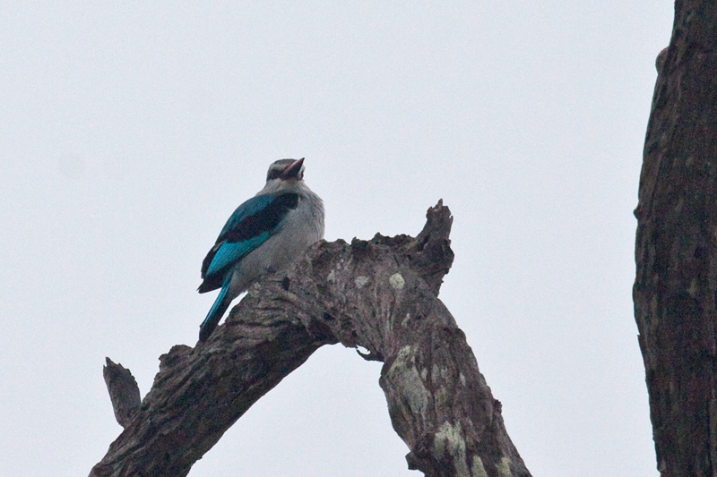 Woodland Kingfisher, Exiting Kruger National Park, South Africa