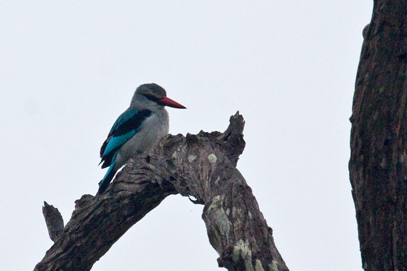 Woodland Kingfisher, Exiting Kruger National Park, South Africa