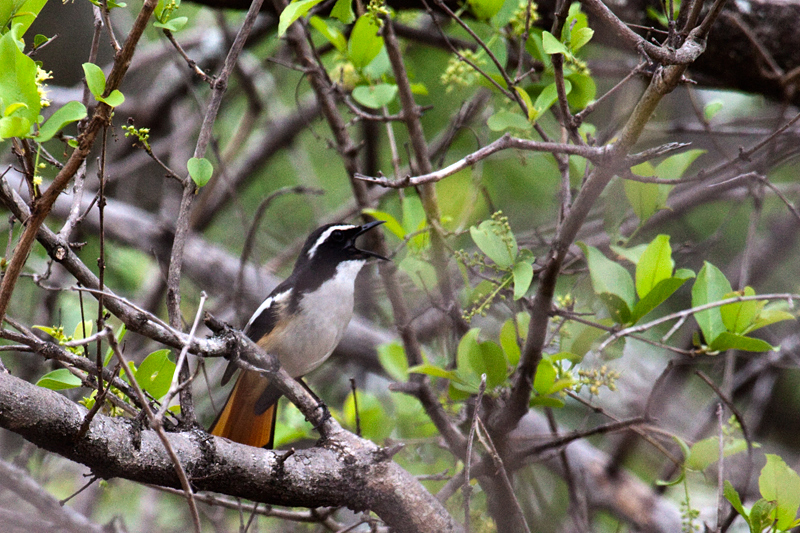 White-throated Robin-Chat, en route Olifant's to Letaba Rest Camp, Kruger National Park, South Africa