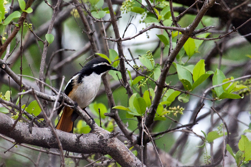 White-throated Robin-Chat, en route Olifant's to Letaba Rest Camp, Kruger National Park, South Africa