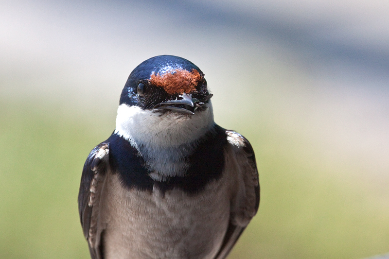 White-throated Swallow, West Coast National Park, South Africa