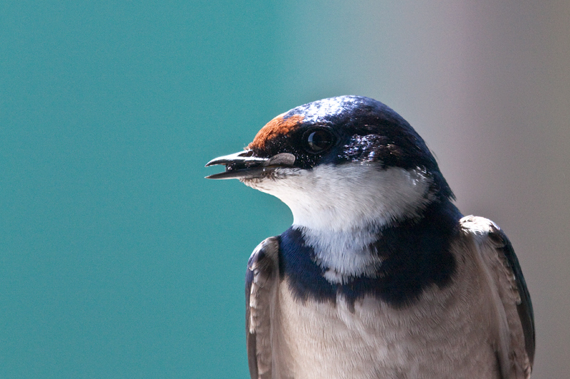 White-throated Swallow, West Coast National Park, South Africa