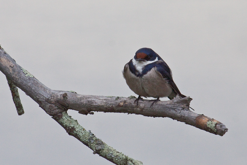 White-throated Swallow, Wakkerstroom Wetland Reserve, South Africa