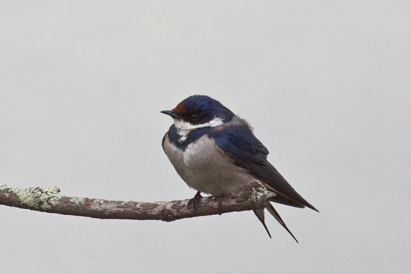 White-throated Swallow, Wakkerstroom Wetland Reserve, South Africa