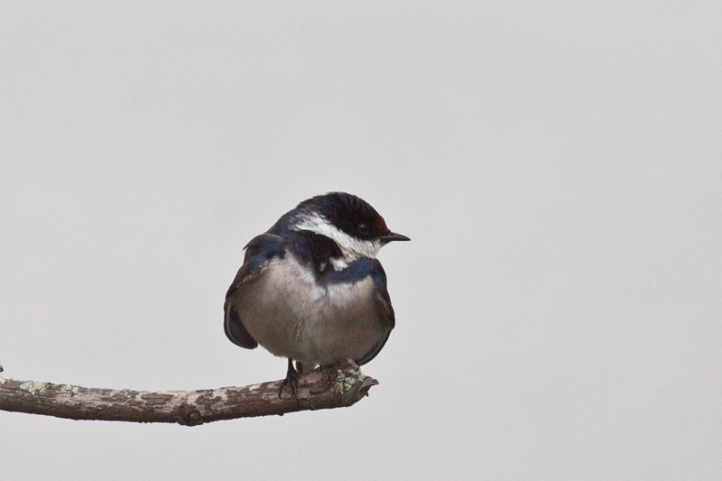 White-throated Swallow, Wakkerstroom Wetland Reserve, South Africa