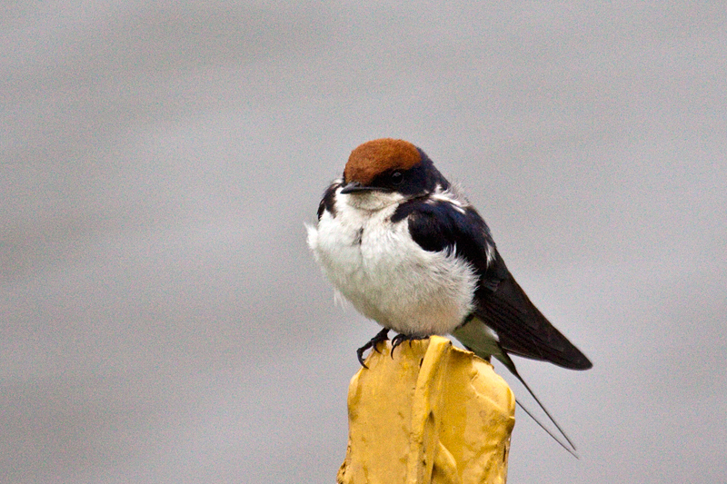 Wire-tailed Swallow, Skukuza Golf Course, Kruger National Park, South Africa