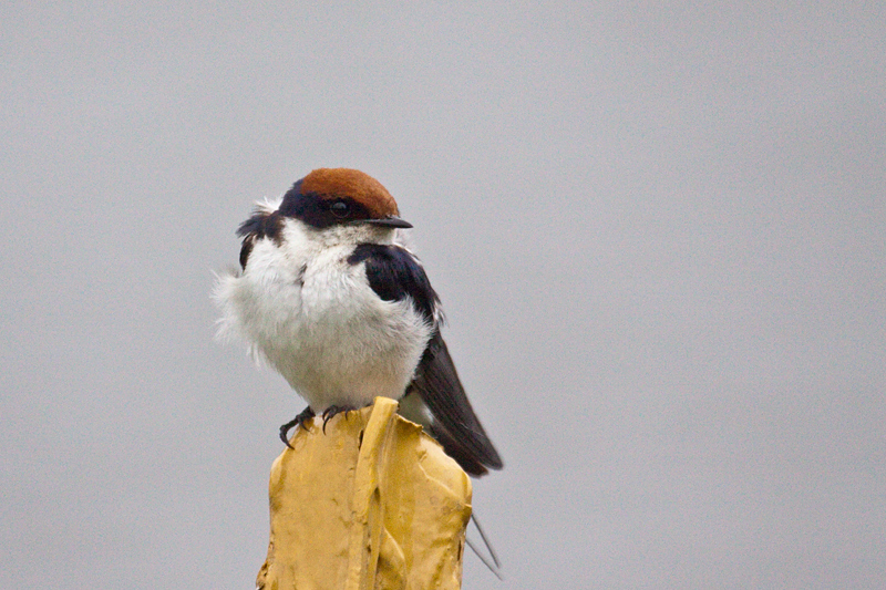 Wire-tailed Swallow, Skukuza Golf Course, Kruger National Park, South Africa