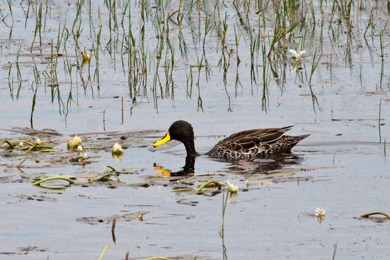 Yellow-billed Duck, en route Ceres to Velddrif, South Africa