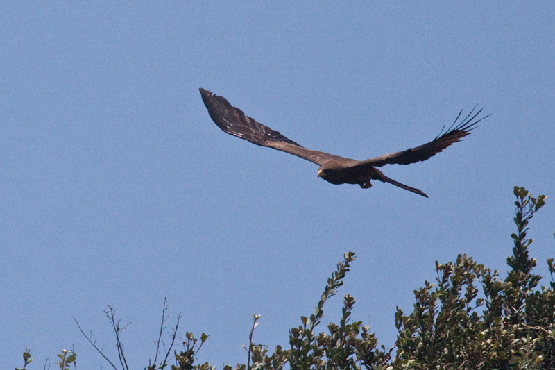 Yellow-billed Kite (Black Kite), Umhlanga, South Africa