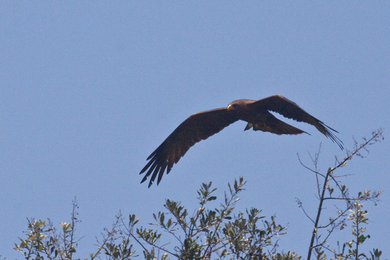 Yellow-billed Kite (Black Kite), Umhlanga, South Africa