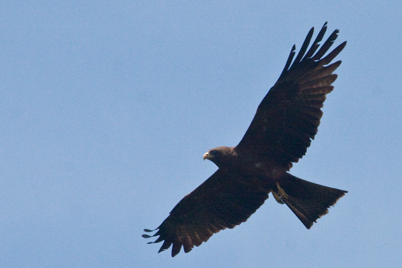 Yellow-billed Kite (Black Kite), Umhlanga, South Africa