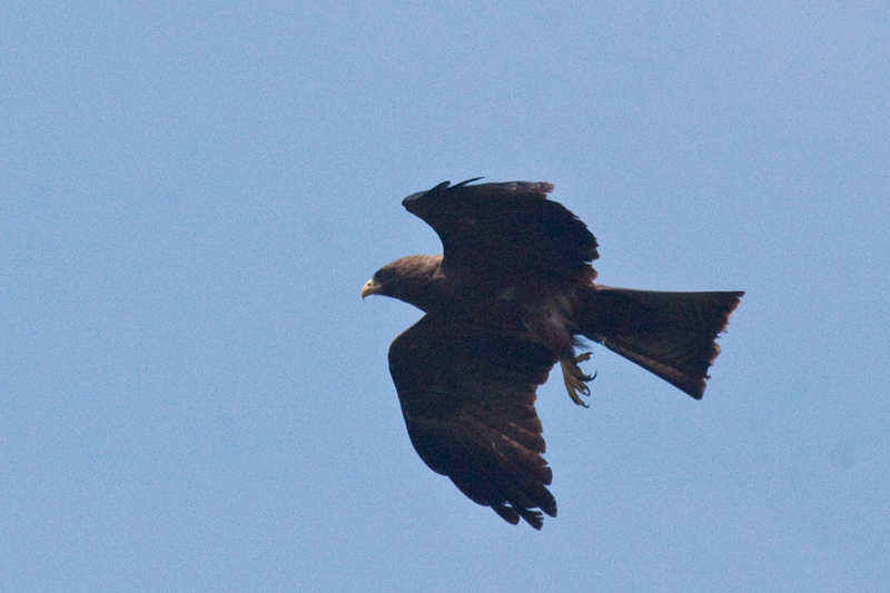 Yellow-billed Kite (Black Kite), Umhlanga, South Africa