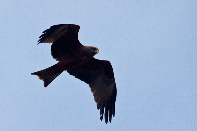 Yellow-billed Kite (Black Kite), West Cape, South Africa